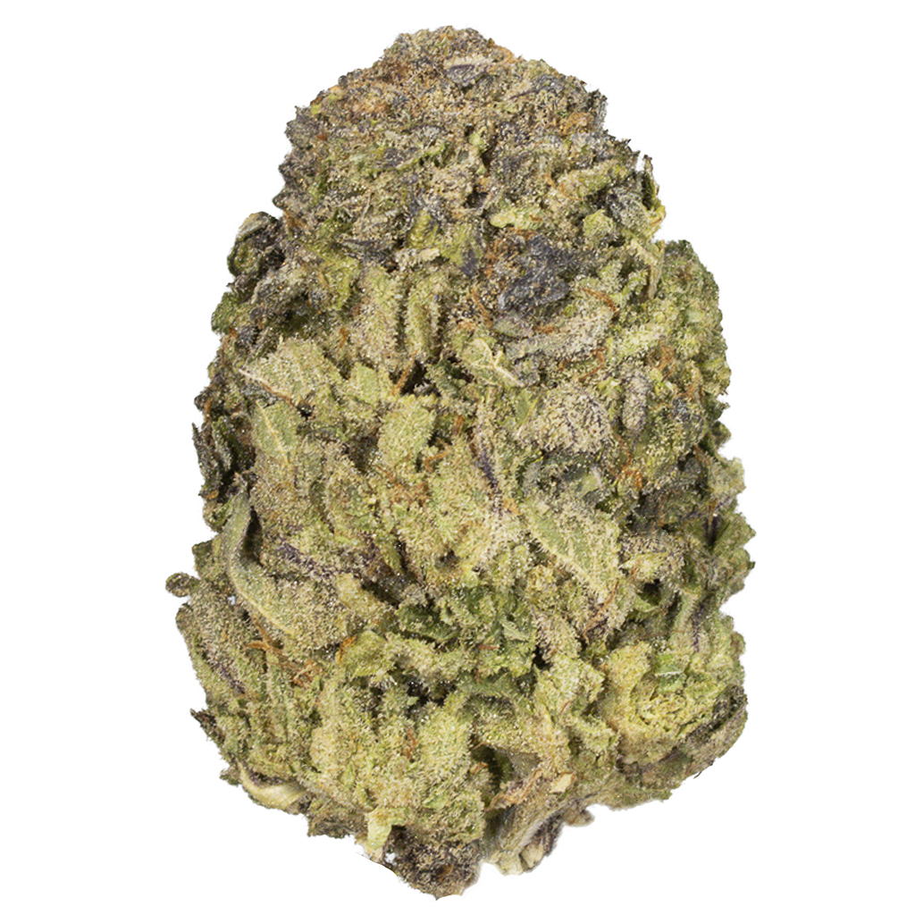 TOO MUCH X BBO indoor Dic'25