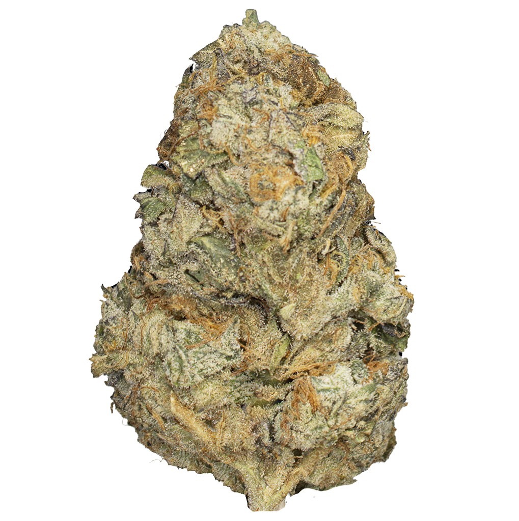 ORANGE PUSH POP indoor Nov'25