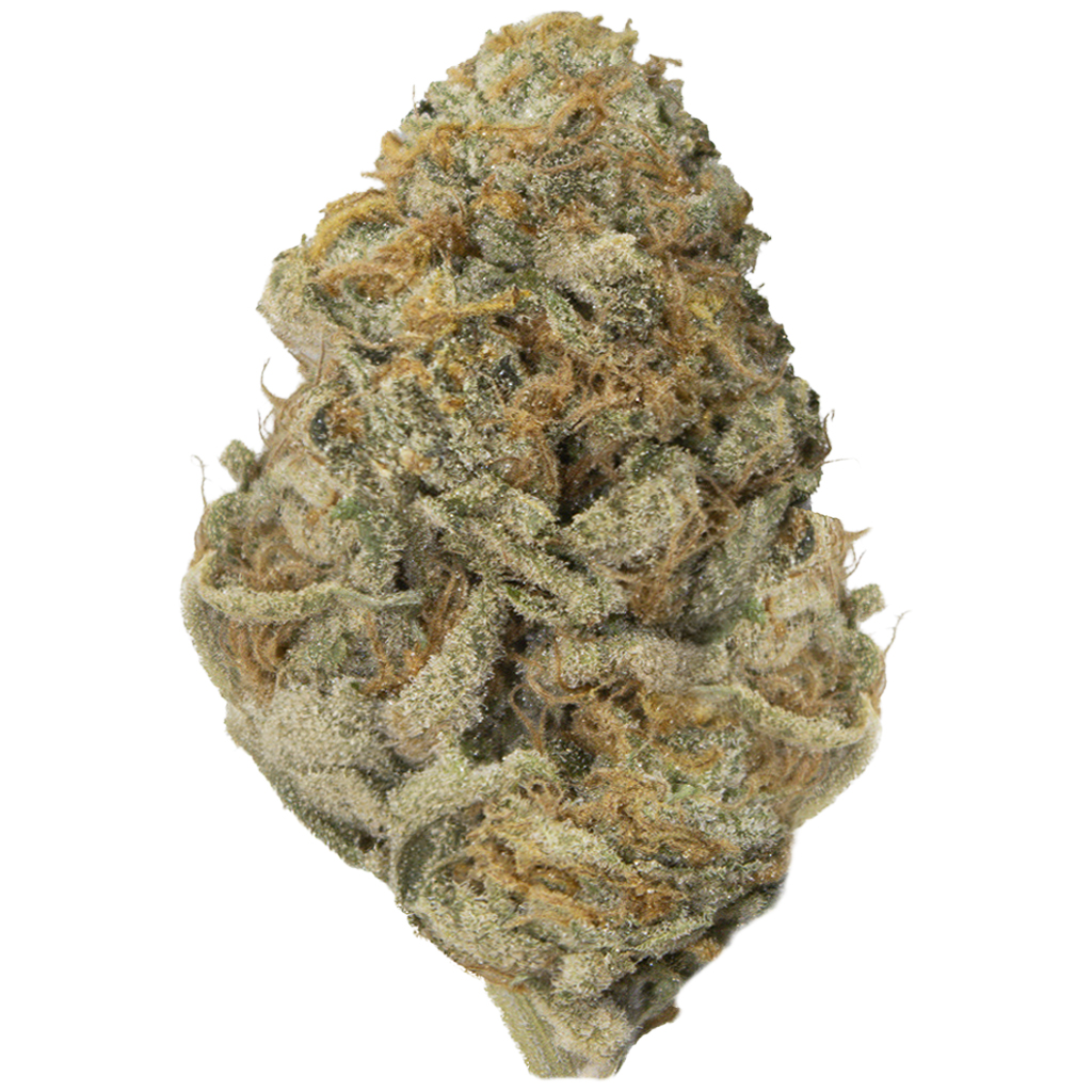 SORBET DREAMS indoor Ene'26