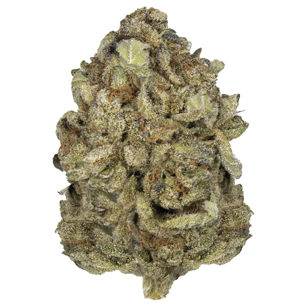 GORILLA RAINBOW indoor Feb'26