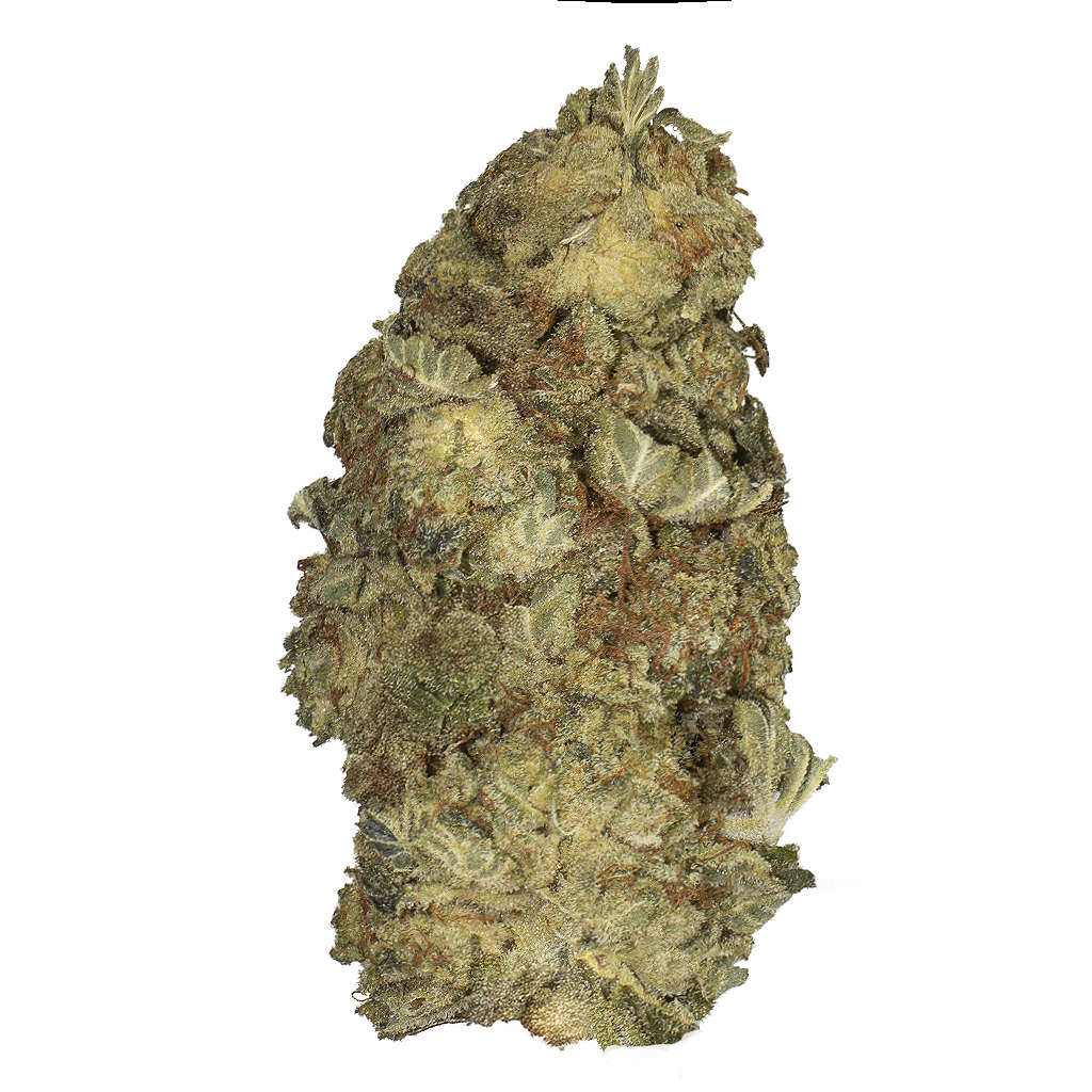 LIBERTY HAZE indoor Mar'26