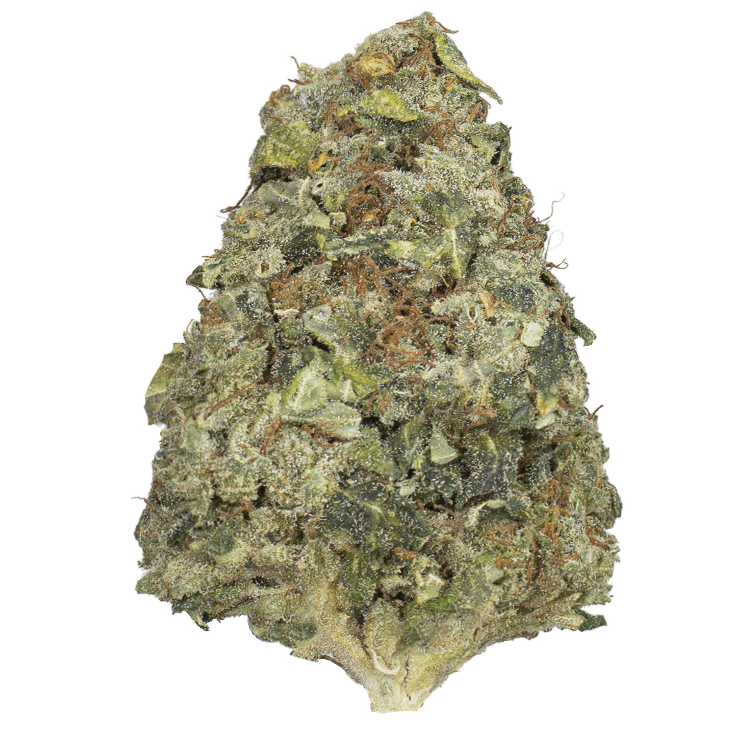 AMNESIA LEMON indoor Mar'26