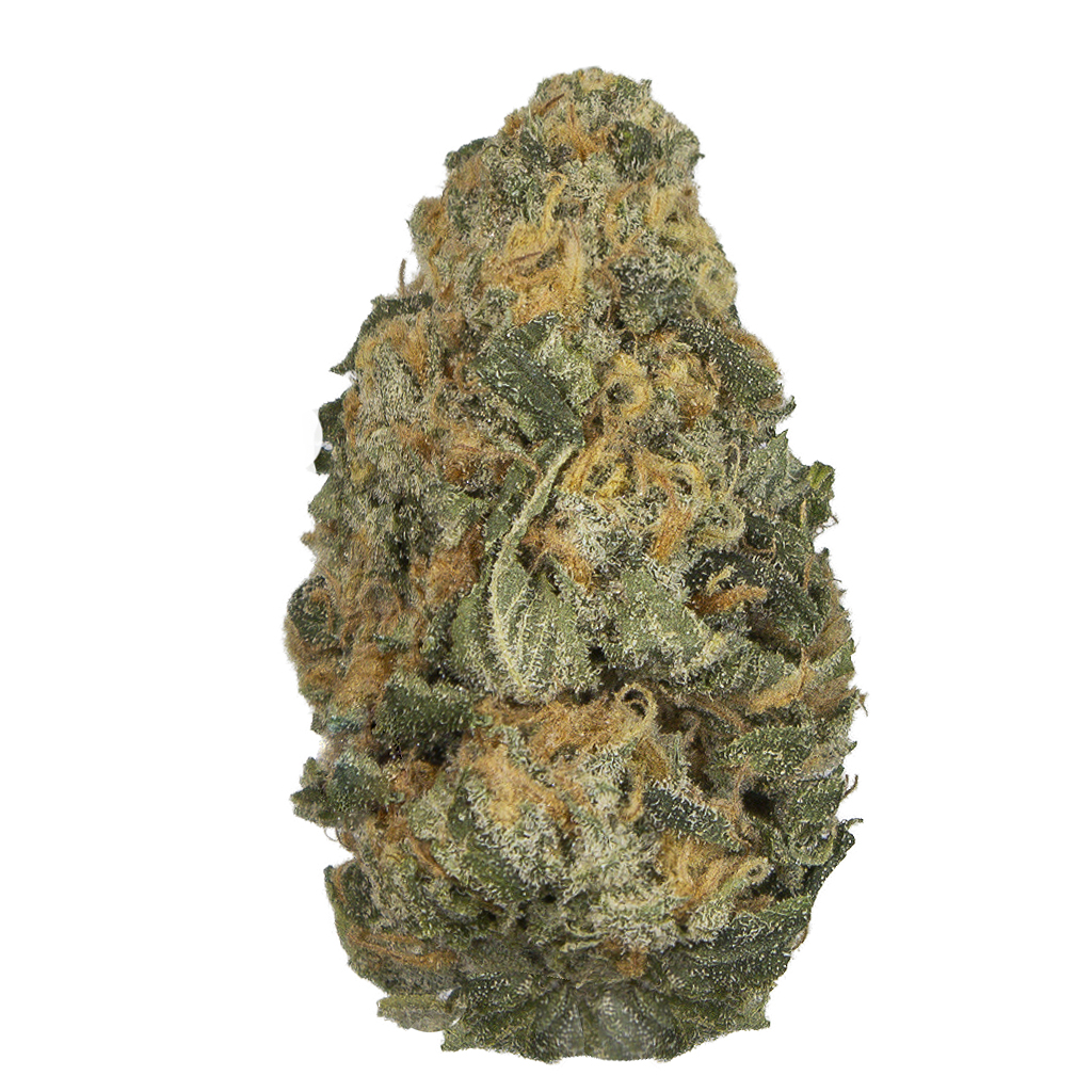 GELATO indoor Abr'26