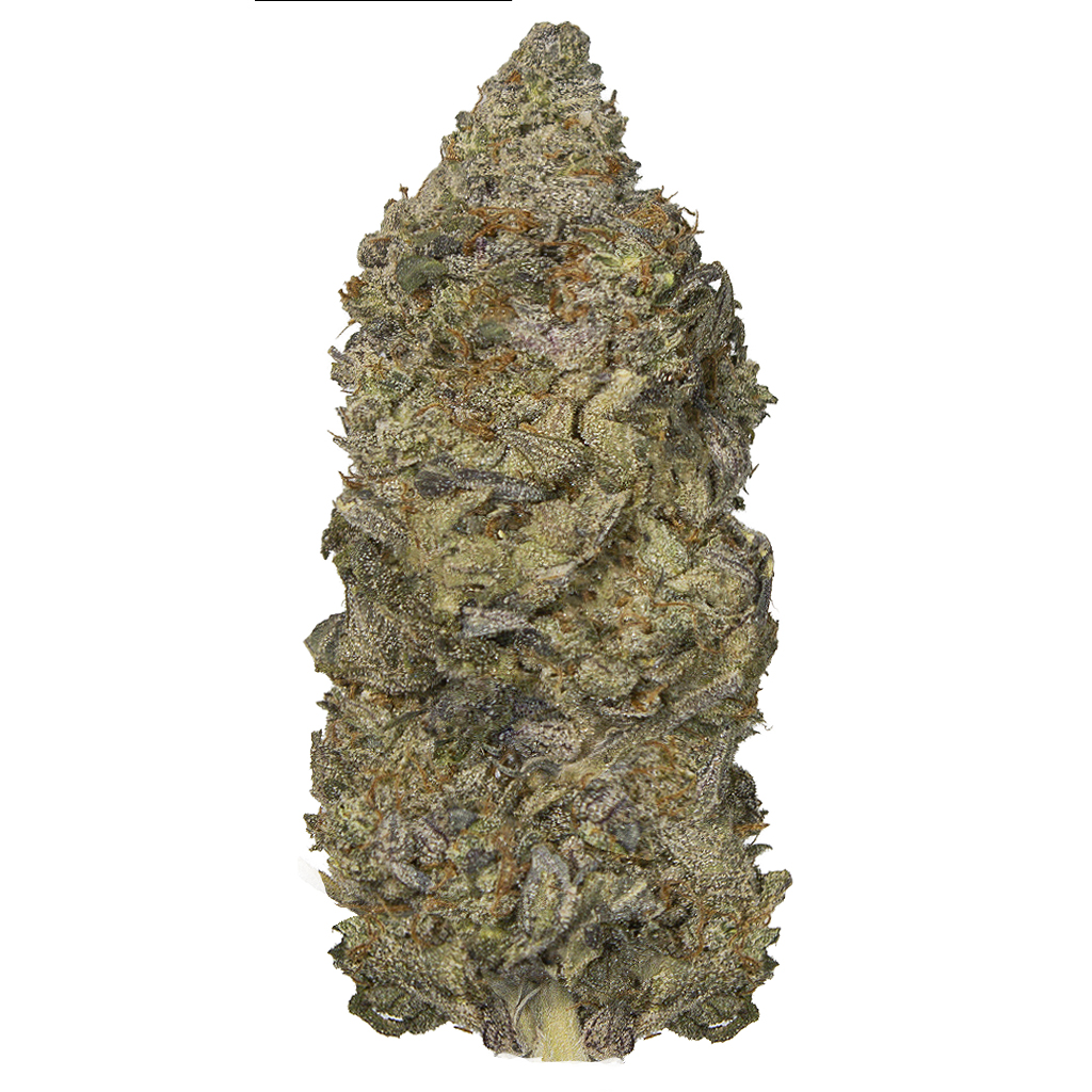 TOOTSIE ROLL indoor Abr'26