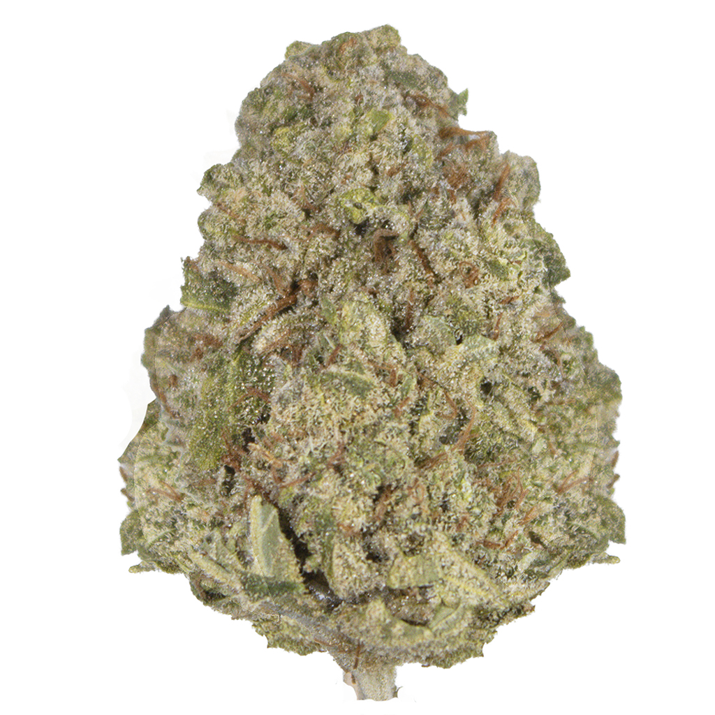 LILAC DIESEL indoor Jun'26