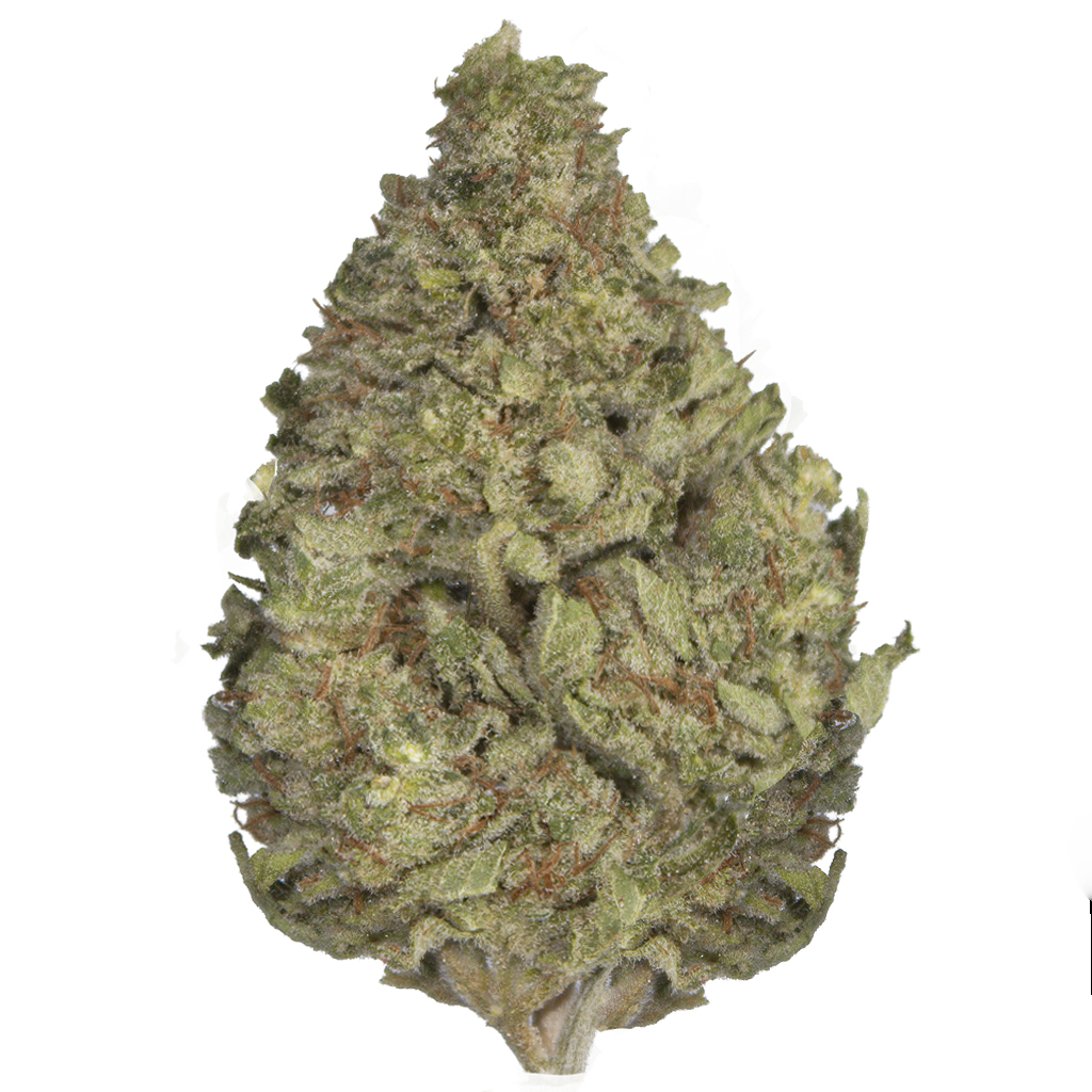 BUBBLEGUM ZKITTLEZ indoor Jun'26