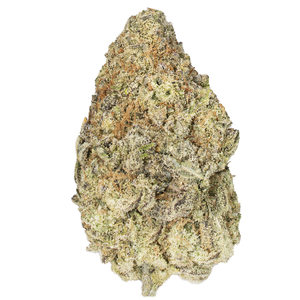 CITRADELIC SUNSET indoor Jun'26