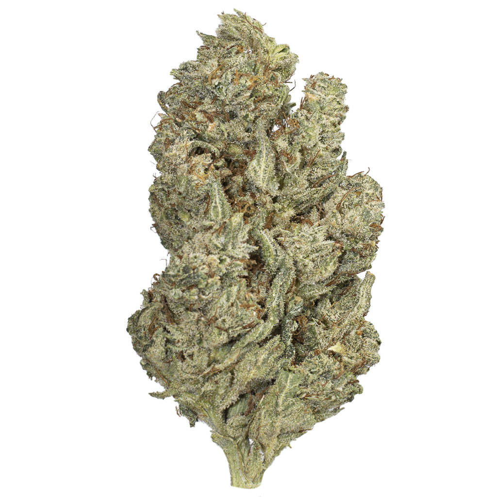 MOBY DICK indoor Jun'26