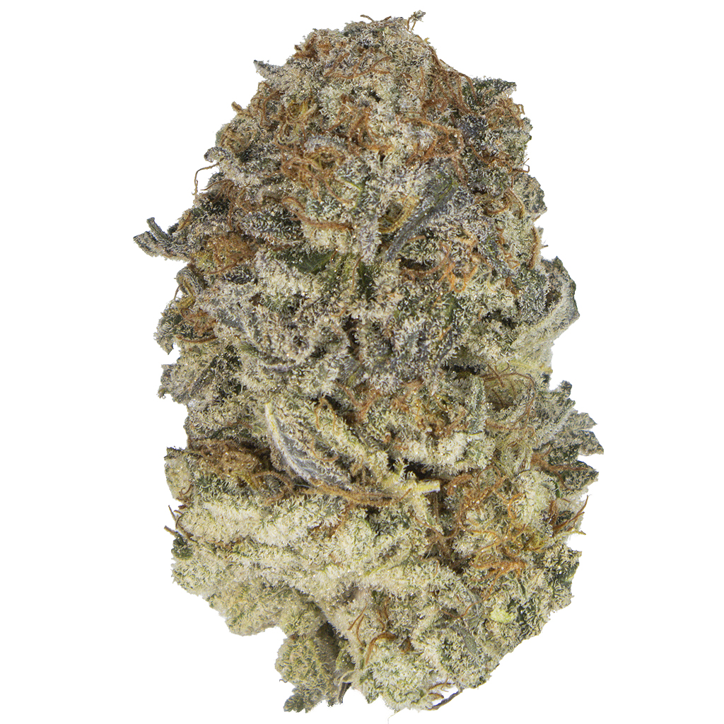 TROPICANNA BANANA indoor Jul'25