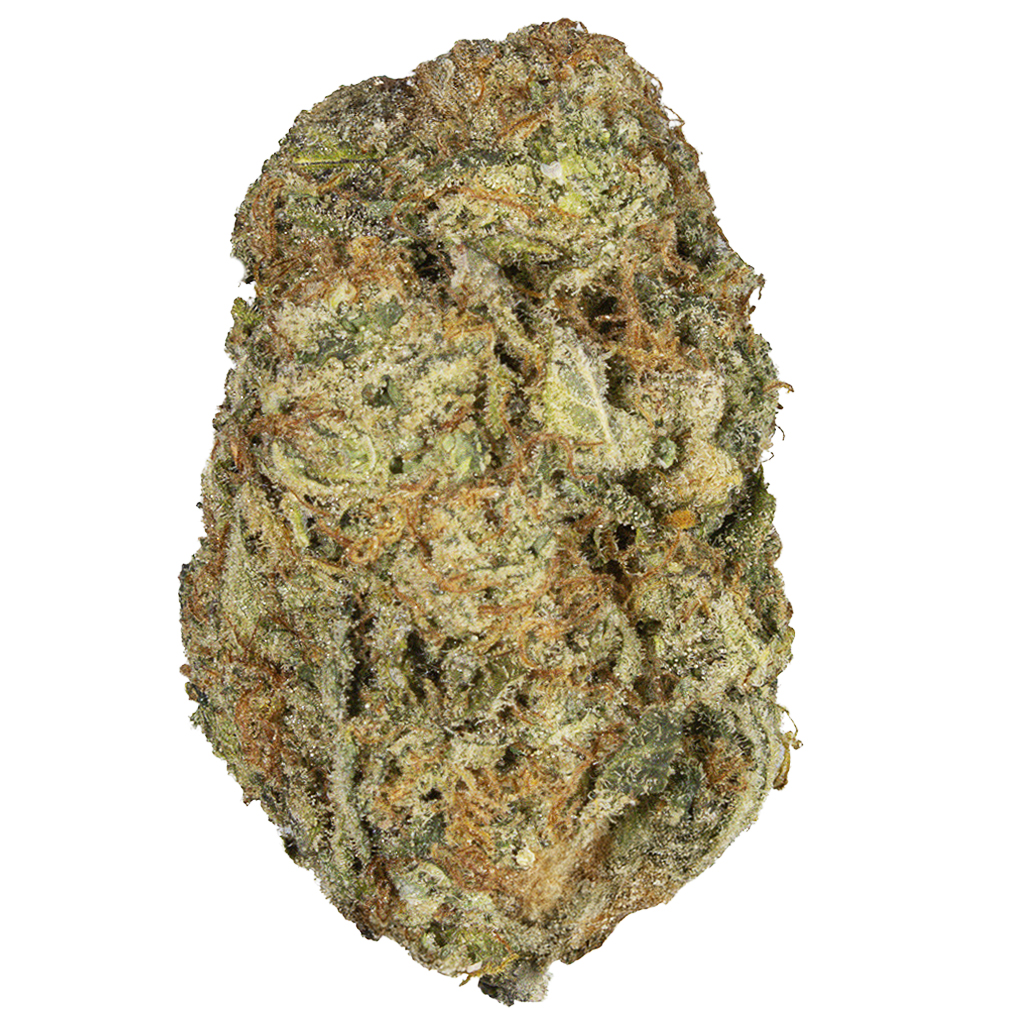 APRICOT PAPAYA indoor Jul'25