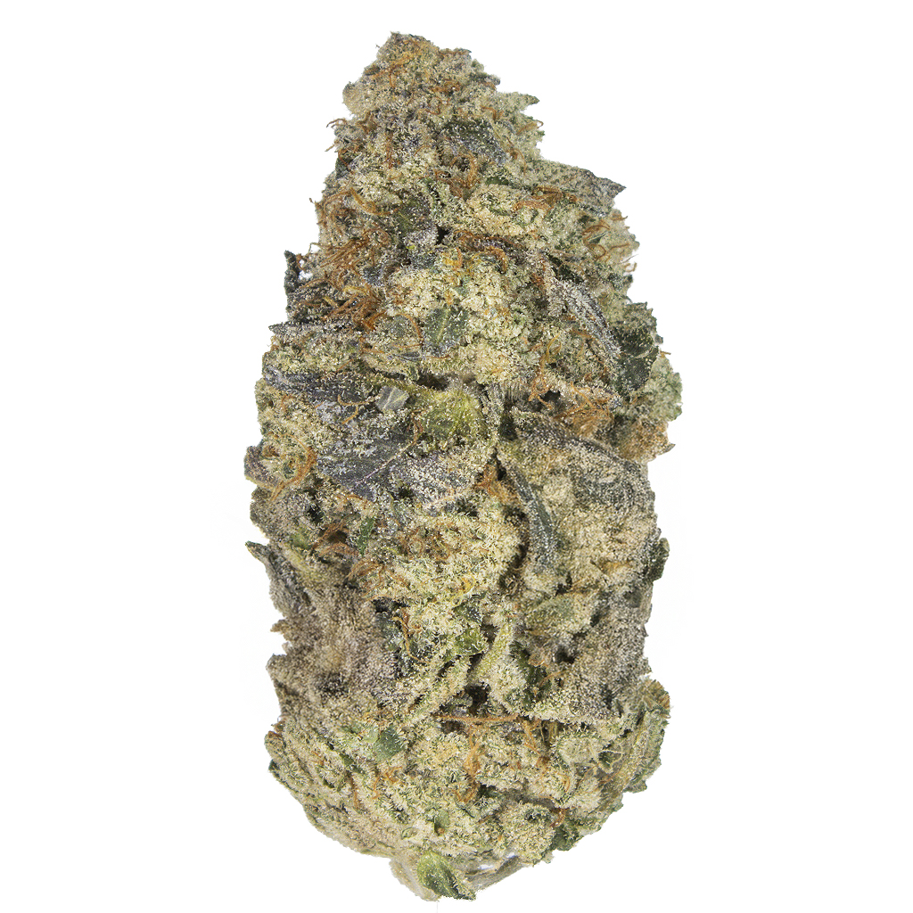 CHOCOLOPE 256 indoor Jul'25