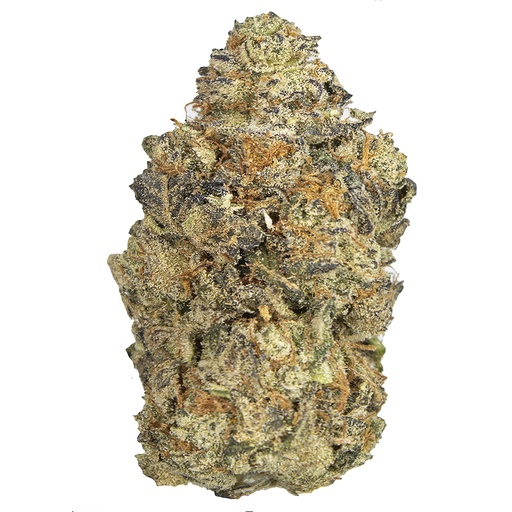 [CHERRYG/SE2510] CHERRY GODDESS indoor Nov'25