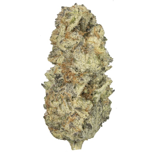 [WTRU/SE2510] WHITE TRUFFLE indoor Nov'25