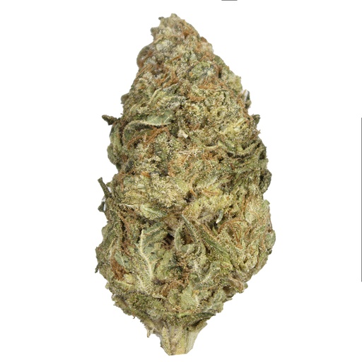 [RM/GMOXMT/SE2602] GMO X MAI THAI indoor Feb'26