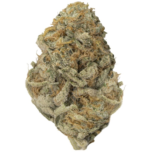 [RM/SORBETD/AN2602] SORBET DREAMS indoor Feb'26