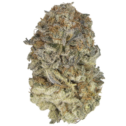 [TROPI/M2507] TROPICANNA BANANA indoor Jul'25