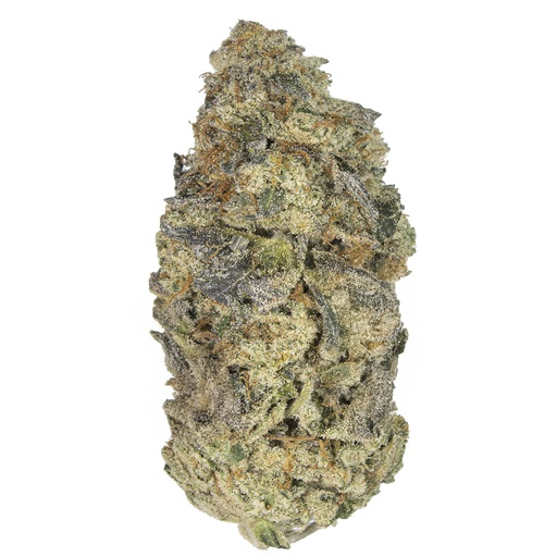 [CHOCO/M2507] CHOCOLOPE 256 indoor Jul'25