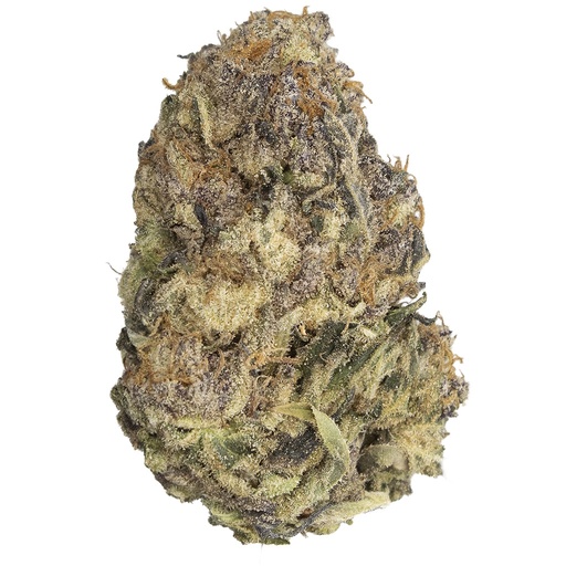 [ORANGE/M2507] ORANGESICLE indoor Jul'25